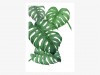 typealive / Tropical No. 2