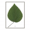 nahili ARTPRINT / POSTER "look closer HIBISCUS - green leaf" (DIN A1/A3 & 50x70cm) Blatt Botanic Fotografie
