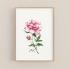 nathys_illustration - "peony" DINA4 Druck/ Poster/ Illustration