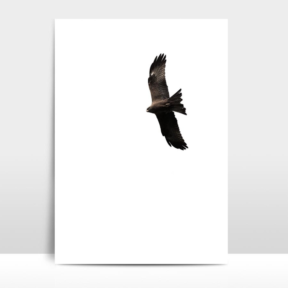 Amy & Kurt Berlin A3 Artprint "Bussard"