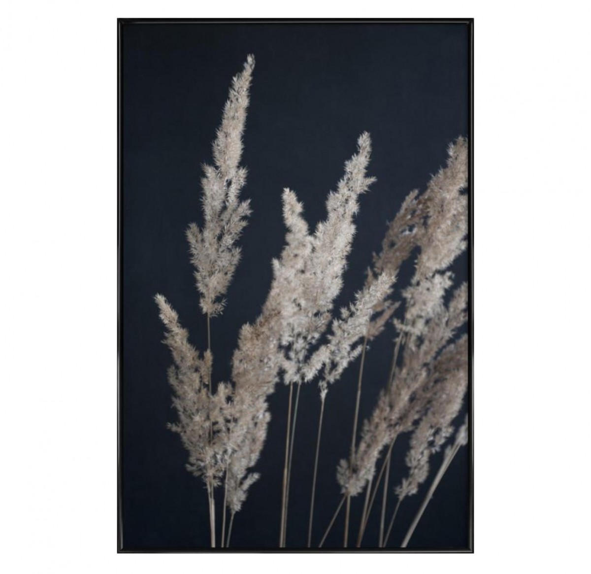nahili ARTPRINT / POSTER "perfect PAMPAS in the dark" Natur -Fotografie (DIN A1/A3 & 50x70cm)