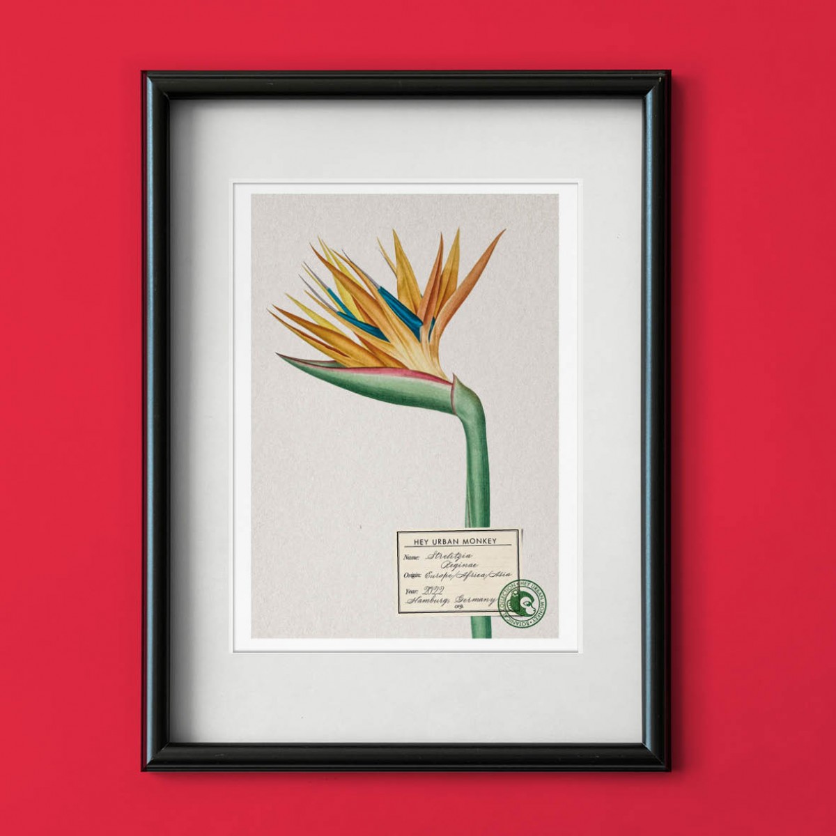 Hey Urban Monkey -A4 Poster -„Strelitzia Reginae 2“
