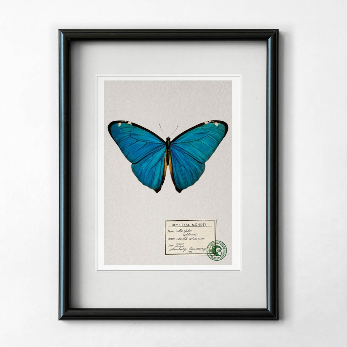 Hey Urban Monkey - A4 Poster - „Morpho Adonis“