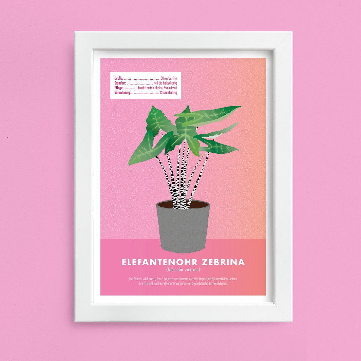 Hey Urban Monkey - A4 Poster - „Elefantenohr Zebrina“