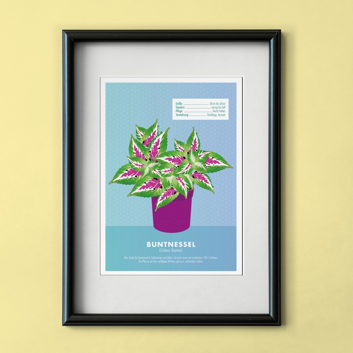 Hey Urban Monkey - A4 Poster - „Coleus blumei“