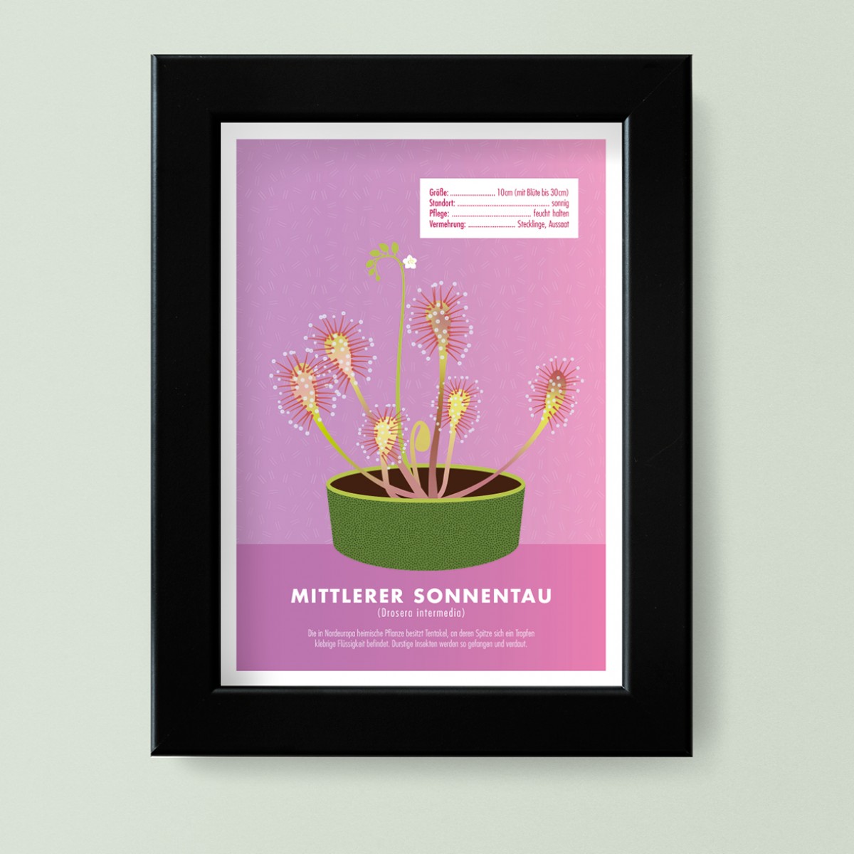 Hey Urban Monkey - A4 Poster - „Sonnentau“