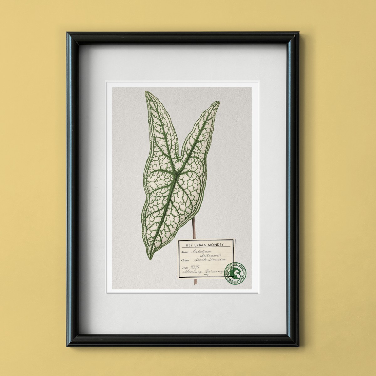 Hey Urban Monkey - A4 Poster - „Caladium Belleymel“