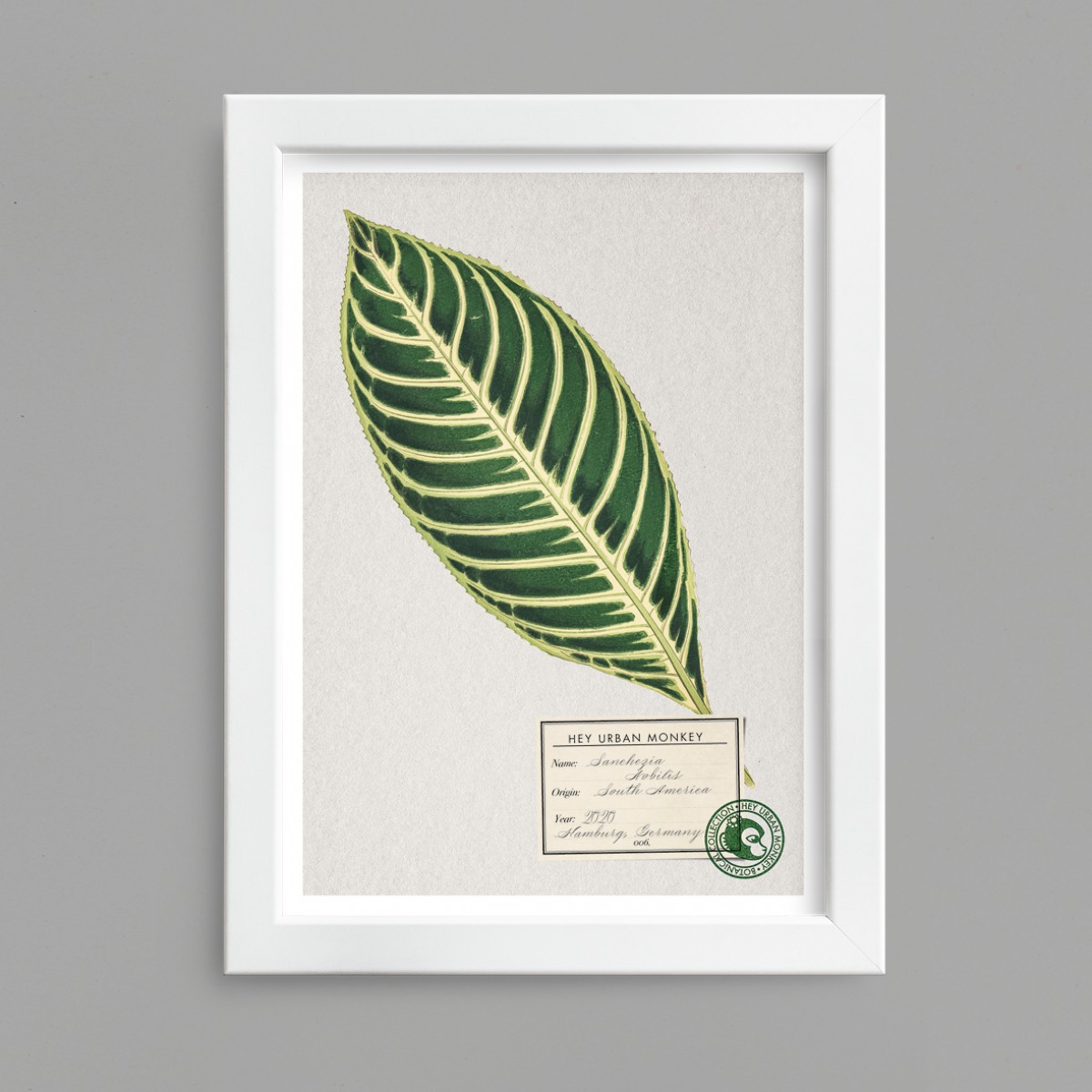 Hey Urban Monkey - A4 Poster - „Sanchezia Nobilis“