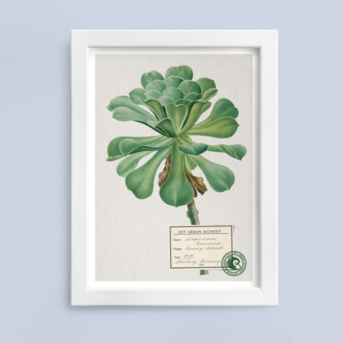 Hey Urban Monkey - A4 Poster - „Sempervivum Canariense“