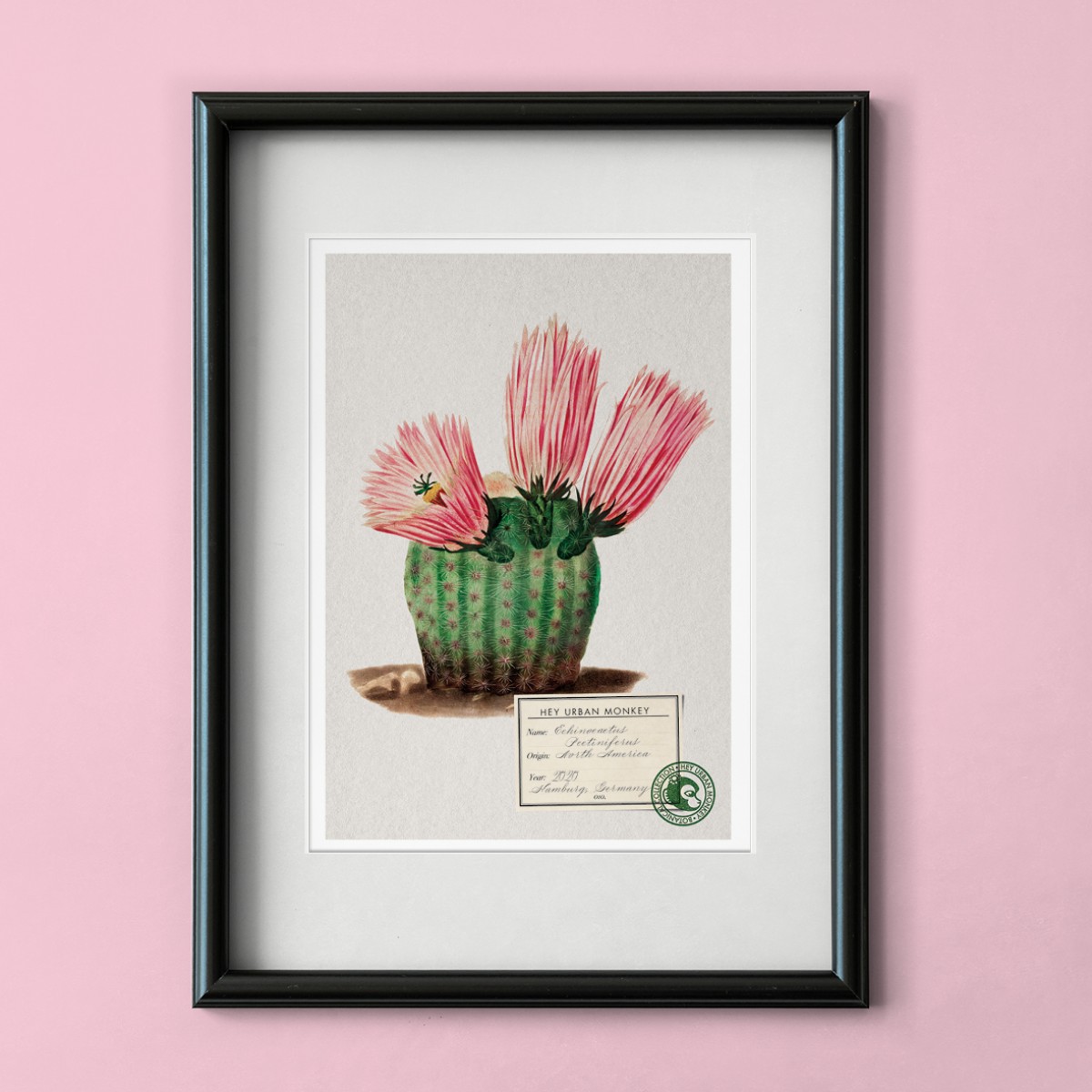 Hey Urban Monkey - A4 Poster - „Echinocactus Pectiniferus“