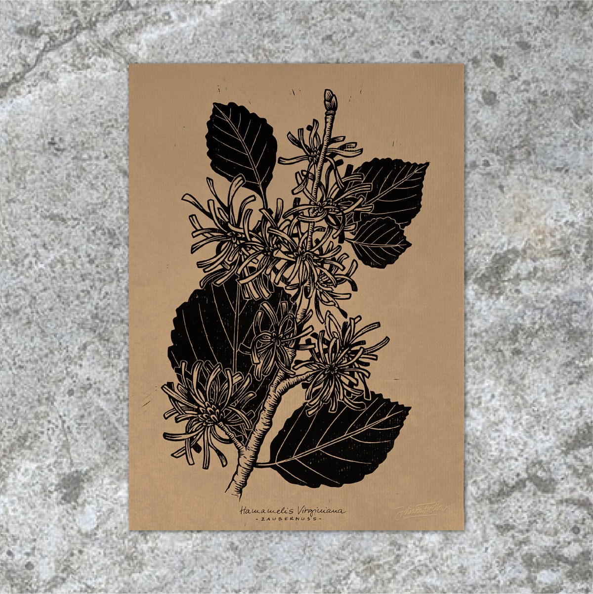 Juliana Fischer - Hamamelis - Linoldruck - Kraftpapier - DIN A3