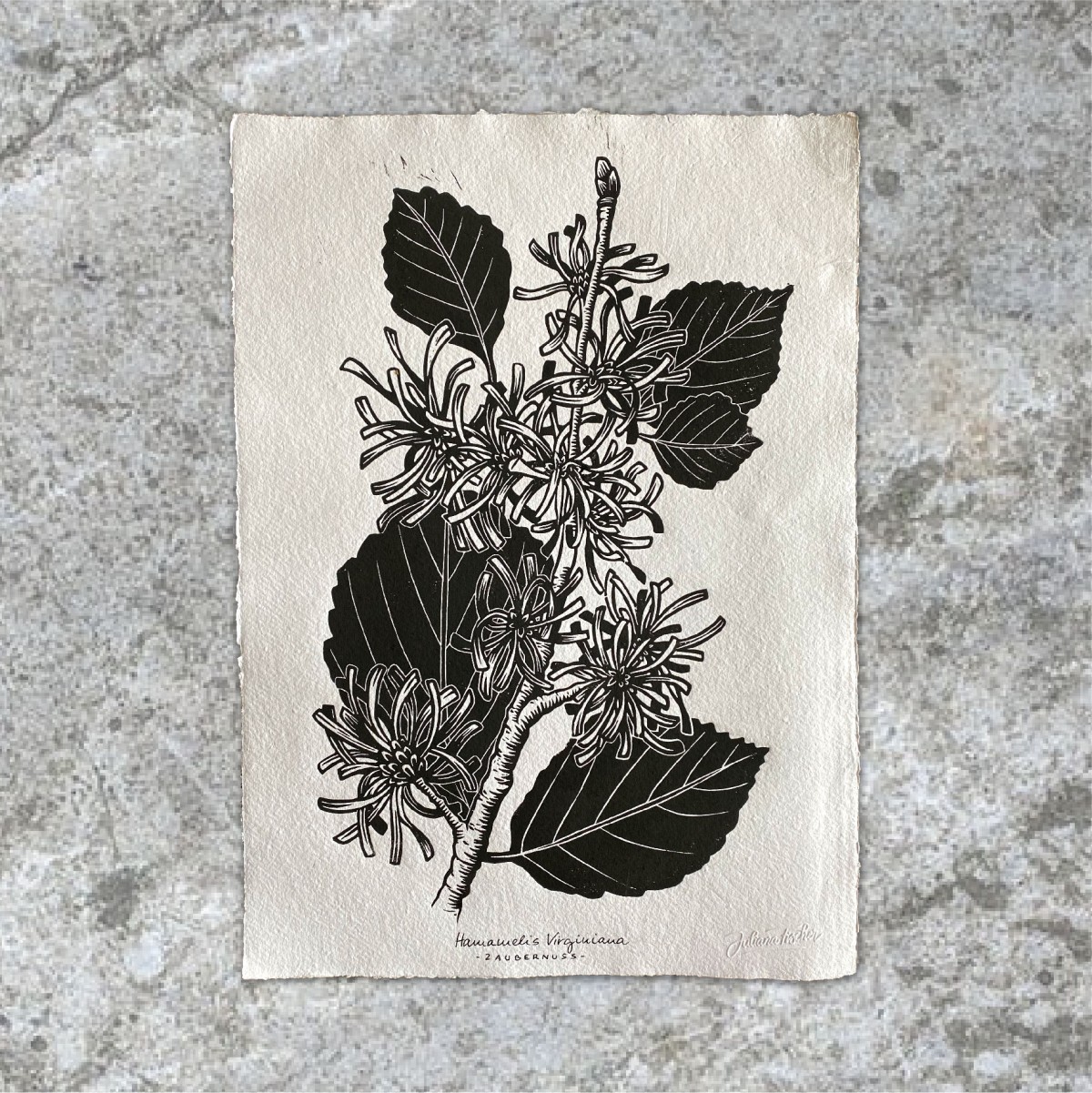 Juliana Fischer - Hamamelis - Linoldruck - Cremeweiß - DIN A3