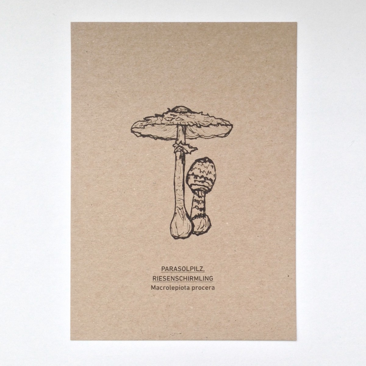 KLEINWAREN / VON LAUFENBERG Parasolpilz Postkarte