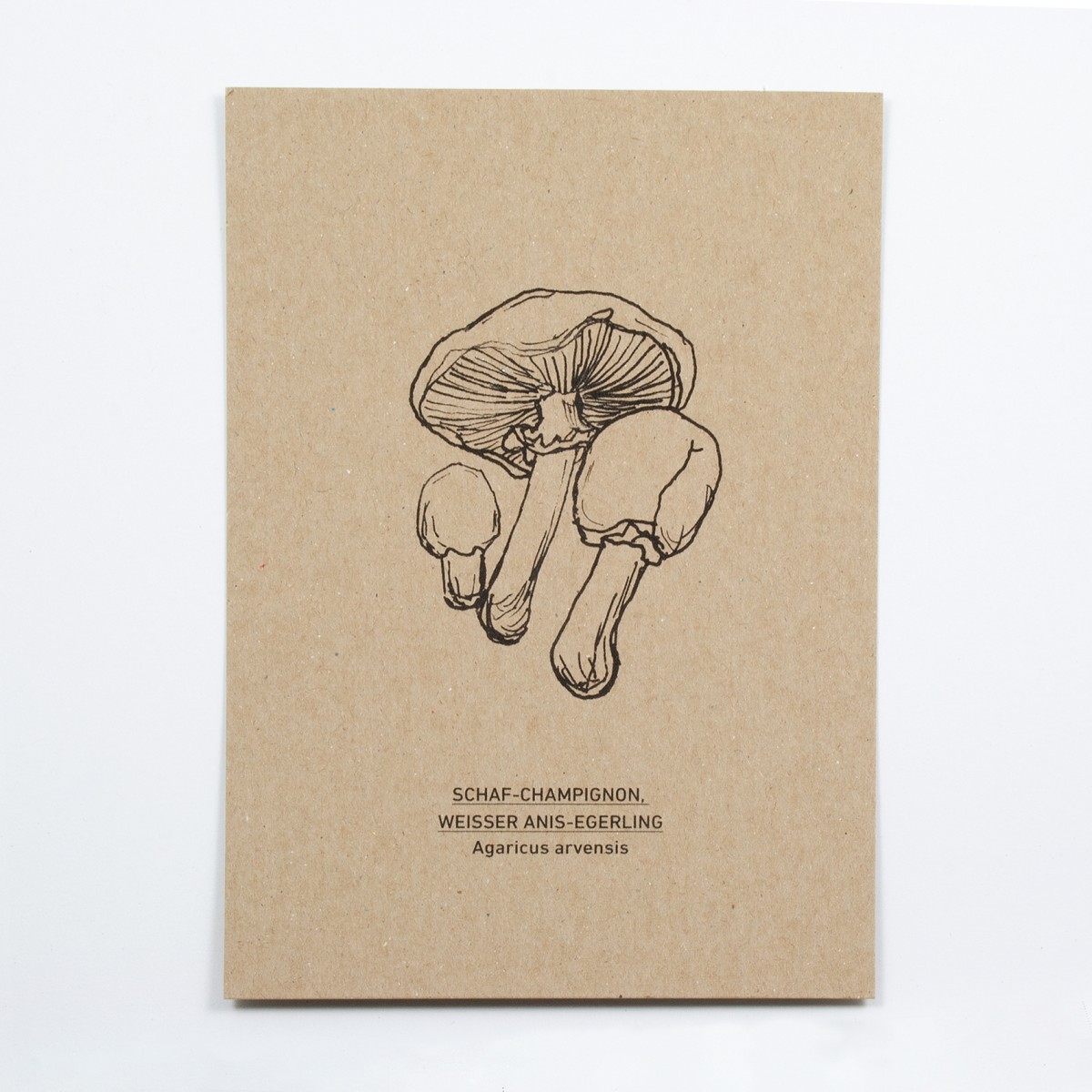 KLEINWAREN / VON LAUFENBERG Schaf-Champignon Postkarte