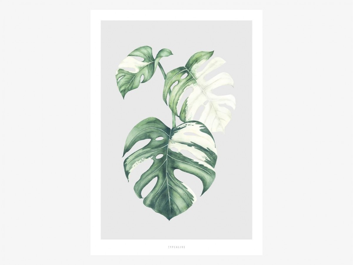 typealive / Tropical No. 5