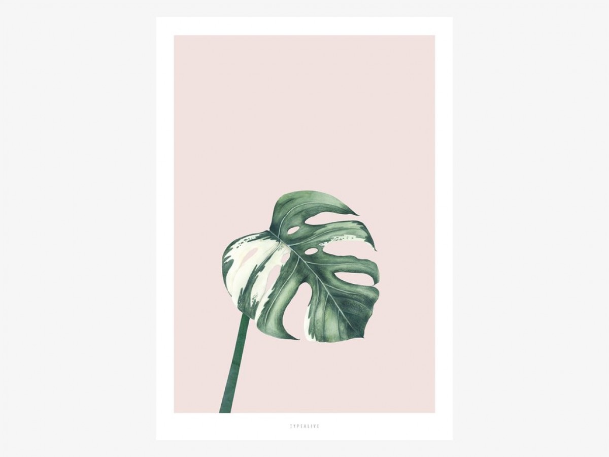 typealive / Tropical No. 11