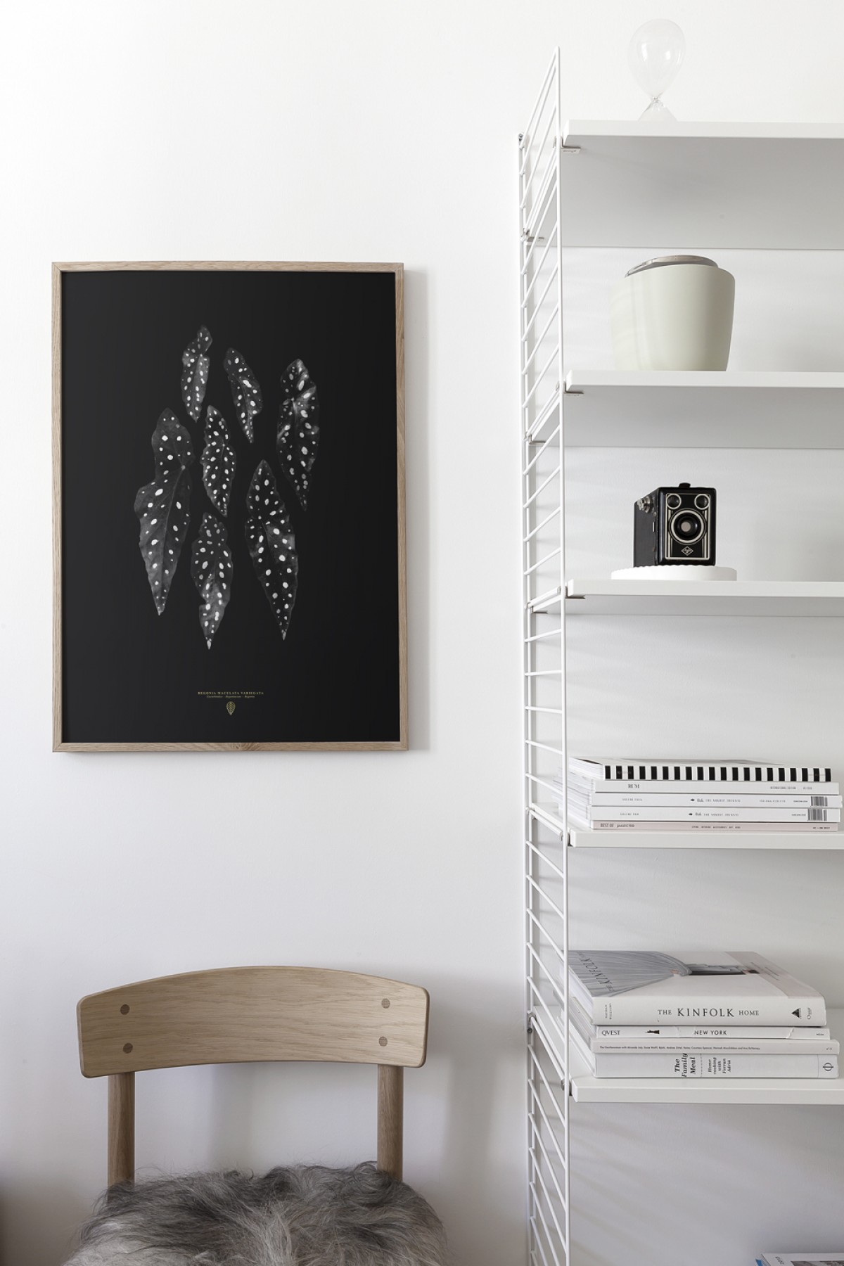 Coco Lapine Design Begonia Maculata
