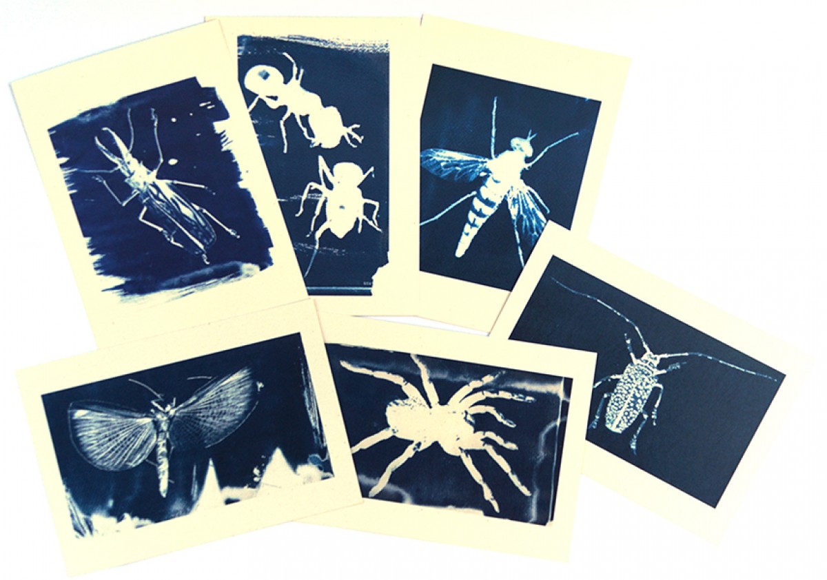 Postkartenset Cyanotypie Insekten von playfulsolutions