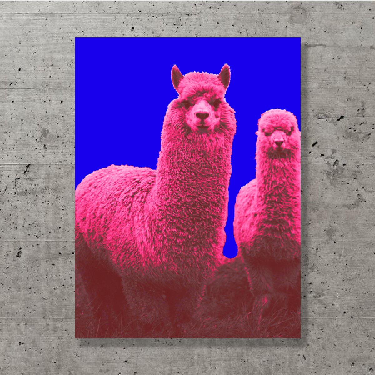 ZEITLOOPS "Alpacas", Druck auf Aluverbund, 30x40cm