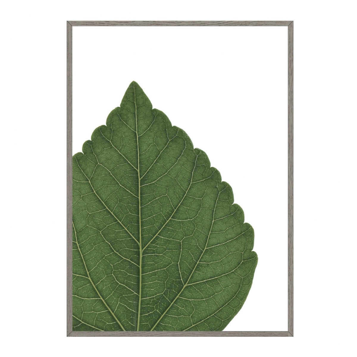 nahili ARTPRINT / POSTER "...and closer HIBISCUS - green Artprint look closer HIBISCUS - black"  (DIN A1/A3 & 50x70cm) Blatt Botanic Fotografie 
