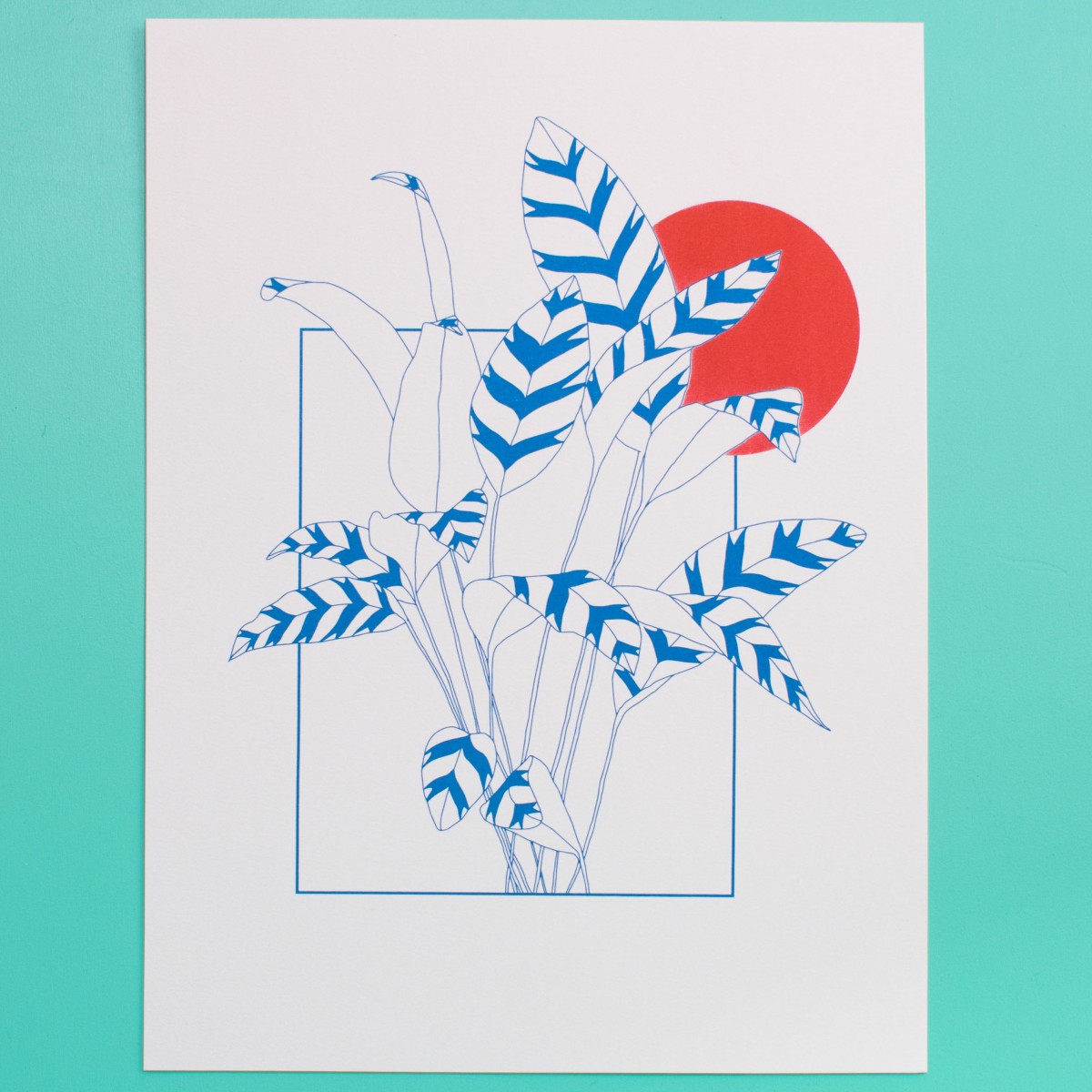 polypodium / Risodruck Calathea Zebrina - A3