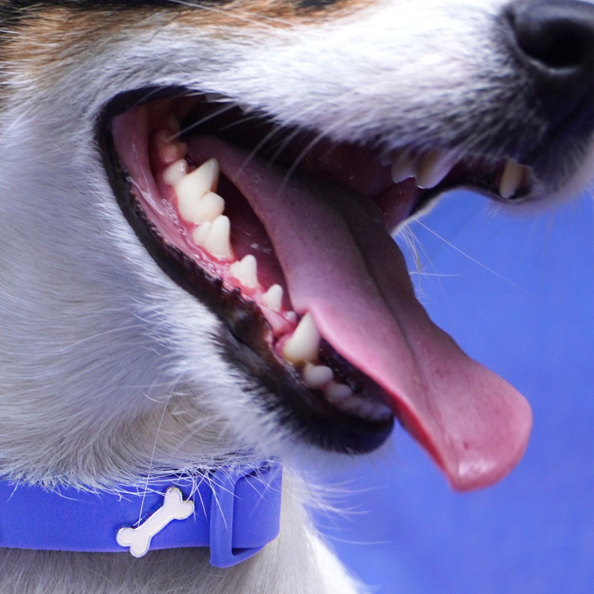 Knochen Hundehalsband Anhänger Weiß - PawPopz