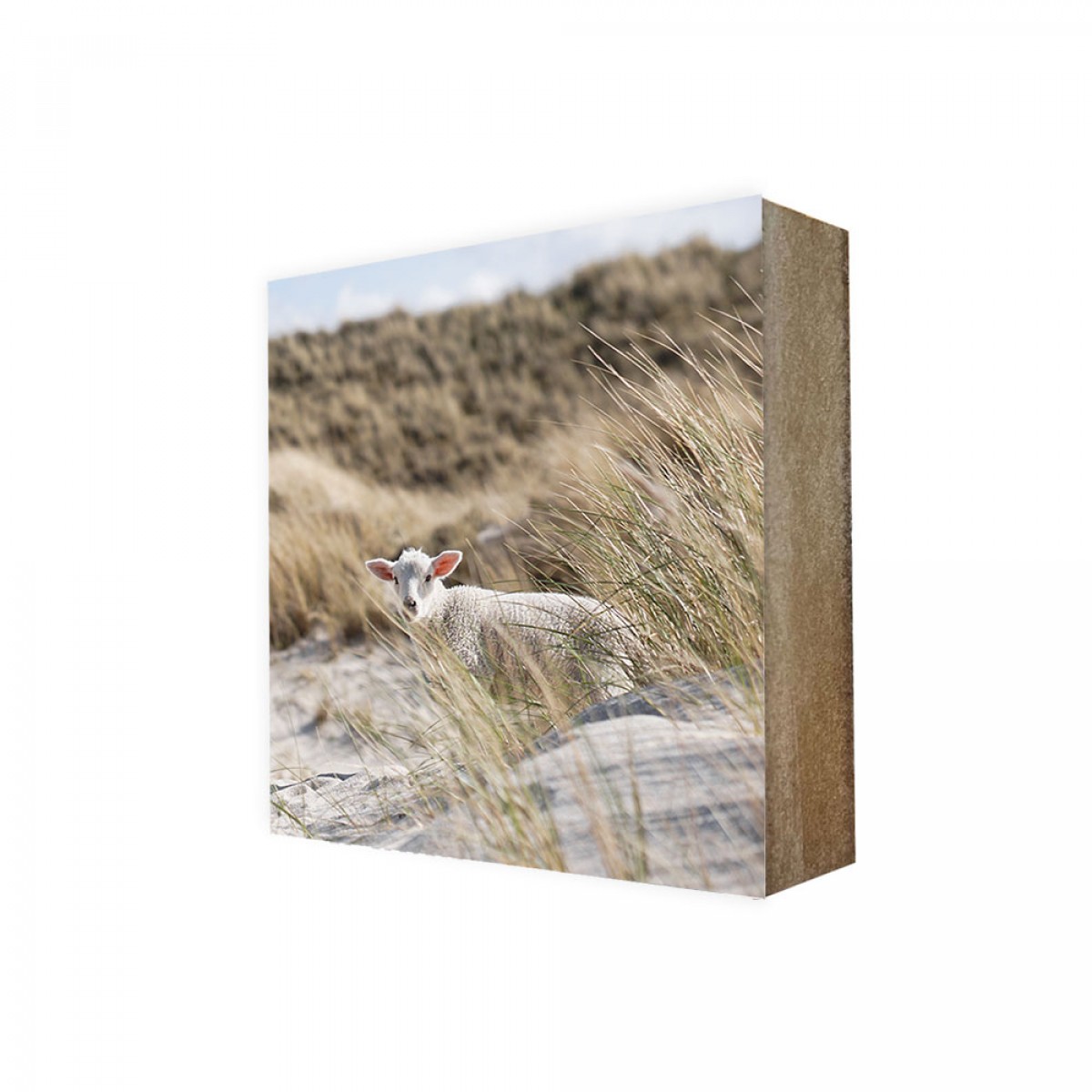 Stadtliebe® | Maritimes Cube-Bild „Dünenschäfchen“