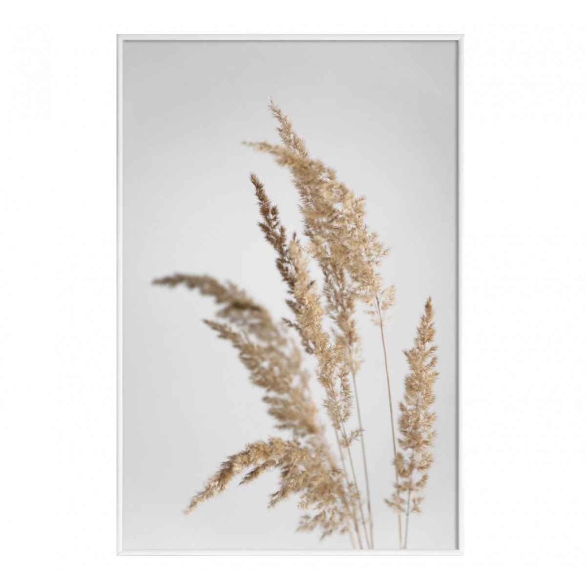 nahili ARTPRINT / POSTER "golden PAMPAS grass" Natur -Fotografie (DIN A1/A3 & 50x70cm)