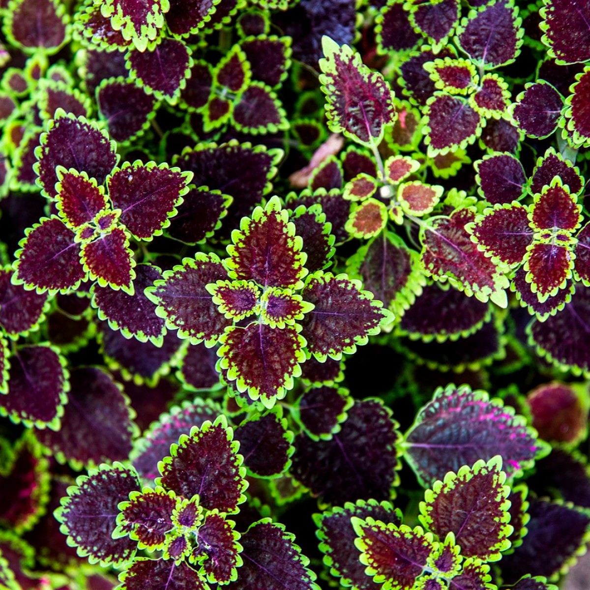 Liquid Picnic by EUKIDIEN
Body Oil · FOREST AFFAIR · 100ml  · 

"Nature’s got a crush on you."