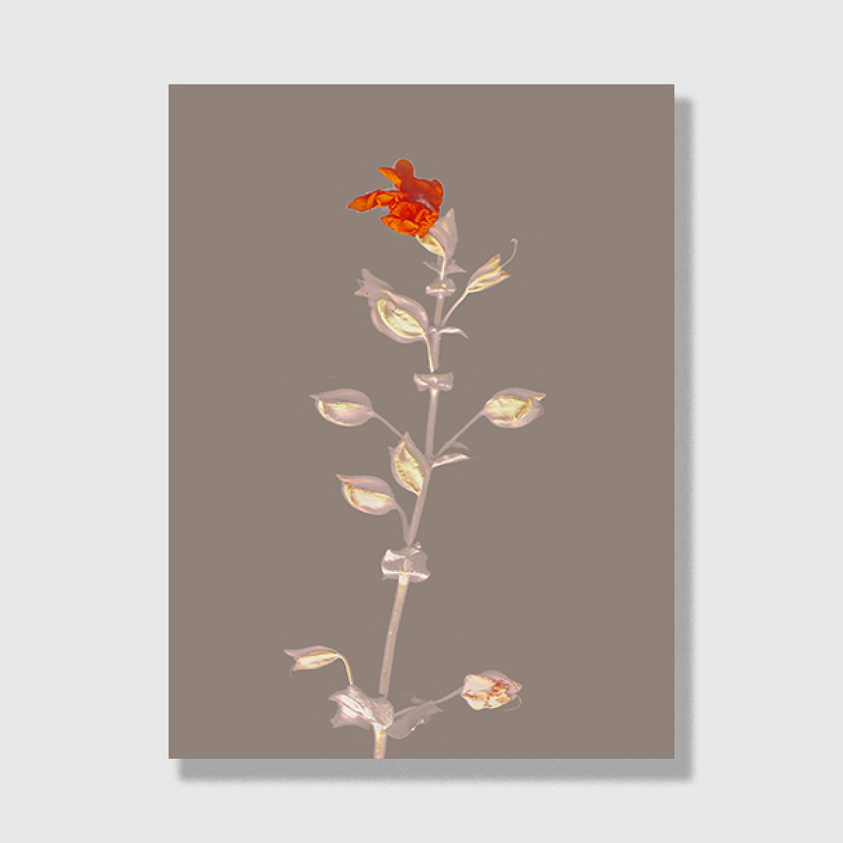 ZEITLOOPS "Floralis VI", Posterprint 30x40 cm