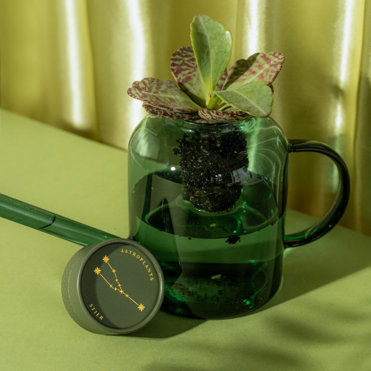 Astroplants - Stier - Pflanzensamen