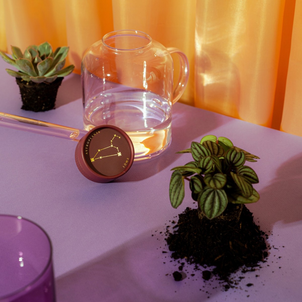 Astroplants - Löwe - Pflanzensamen