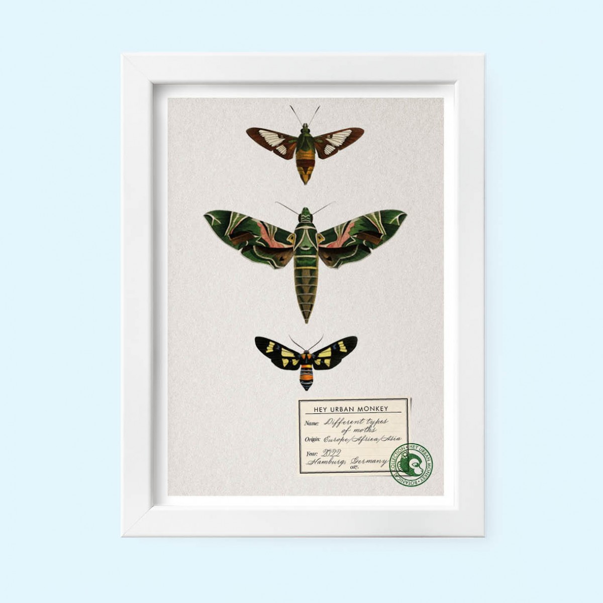 Hey Urban Monkey - A4 Poster - „Different types of moths“