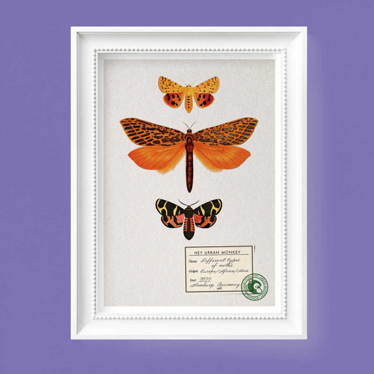 Hey Urban Monkey - A4 Poster - „Different types of moths 2“