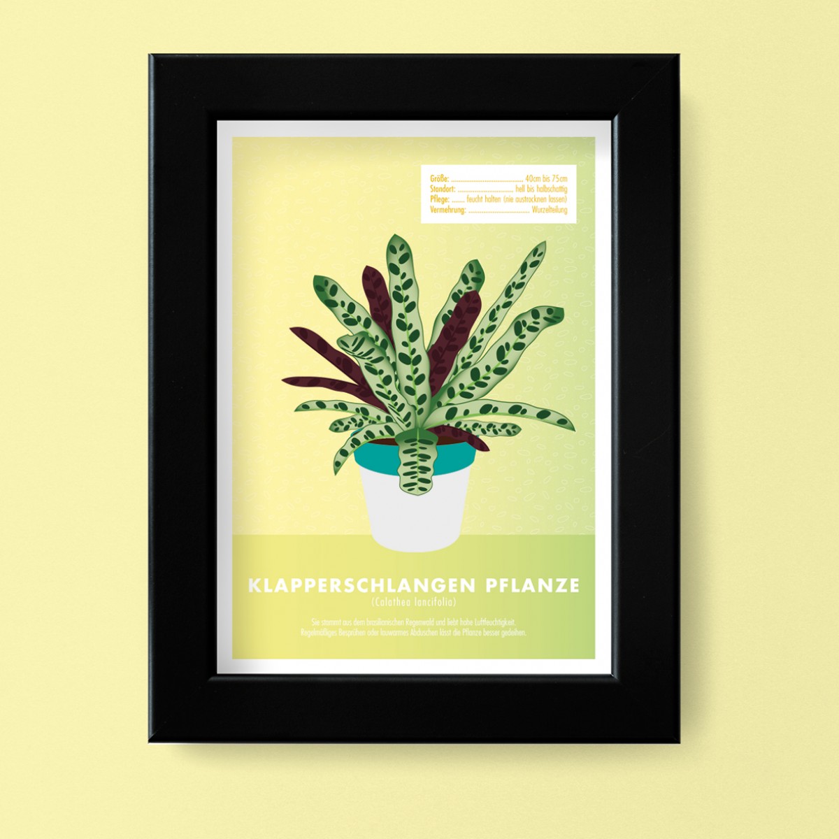 Hey Urban Monkey - A4 Poster - „Klapperschlangen Pflanze“