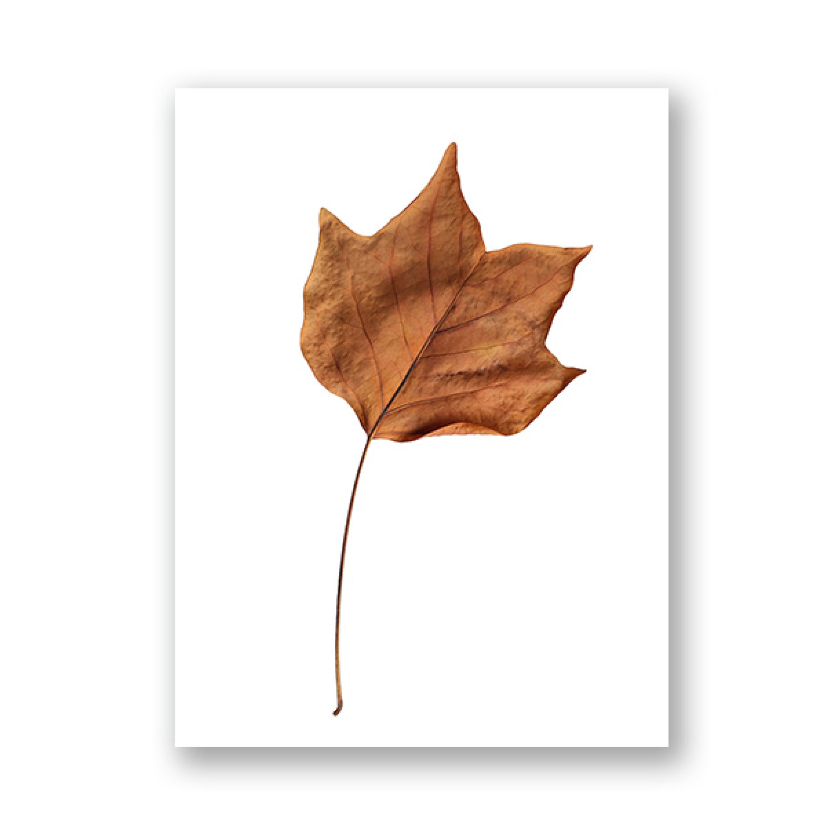 ZEITLOOPS "Herbst", Fineartprint, 45x60 cm