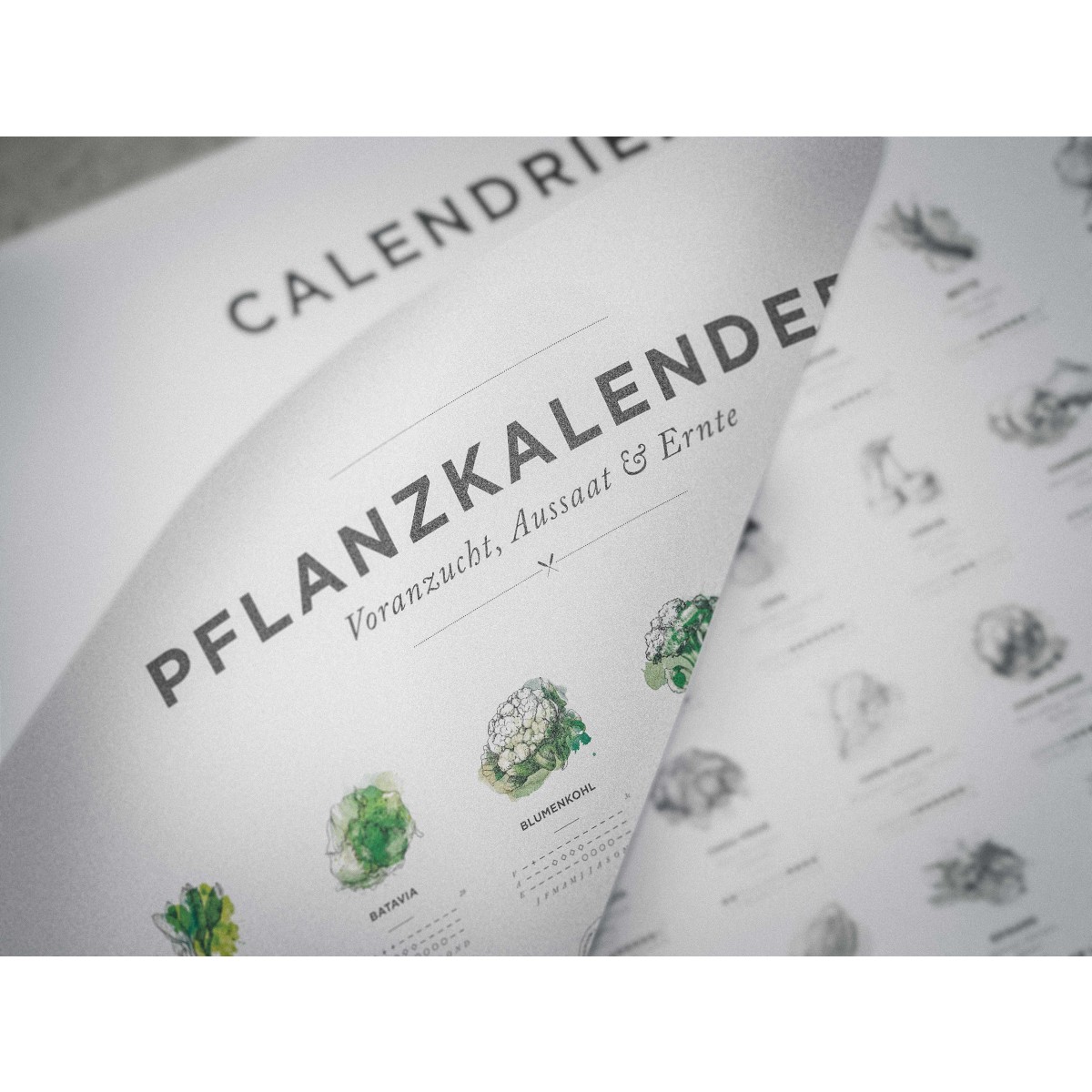 A2 Pflanzkalender und Aussaatkalender für den Garten, Aussaatzeiten für 64 verschiedene Gemüsesorten als Poster in Farbe mit und ohne Rahmen