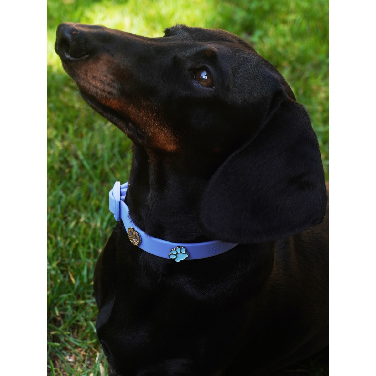 Pfote Hundehalsband Anhänger - PawPopz