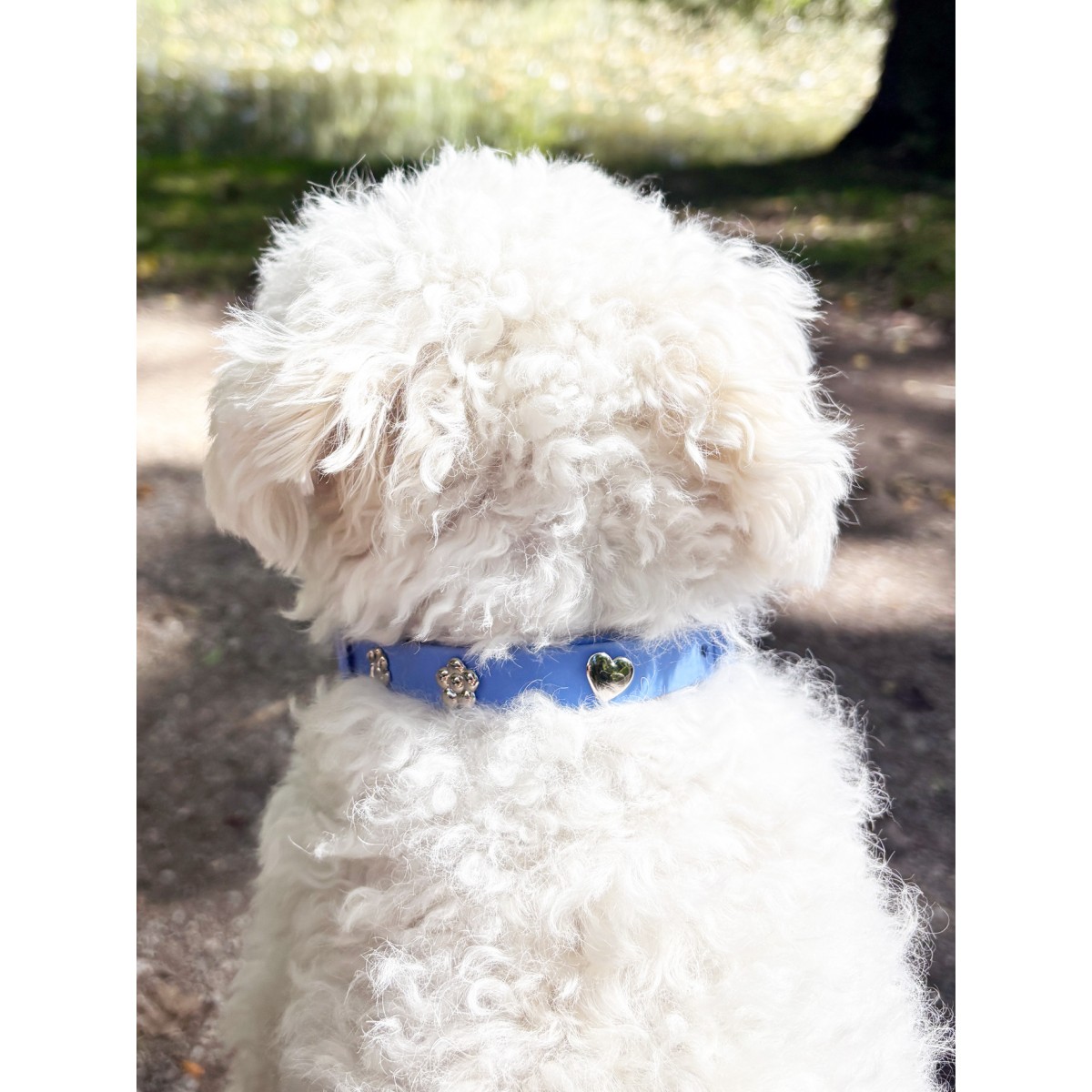 Herz Silber Hundehalsband Anhänger - PawPopz