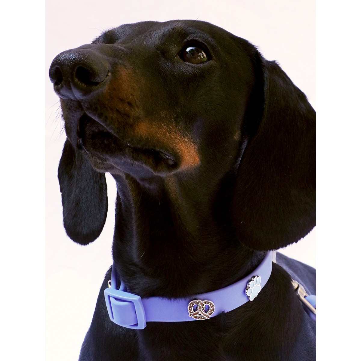 Breze Hundehalsband Anhänger - PawPopz