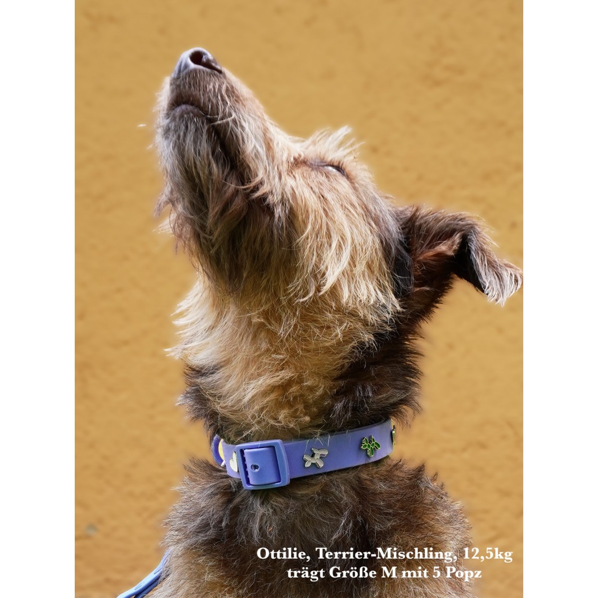 Hundehalsband Outdoor wasserfest Blau - PawPopz