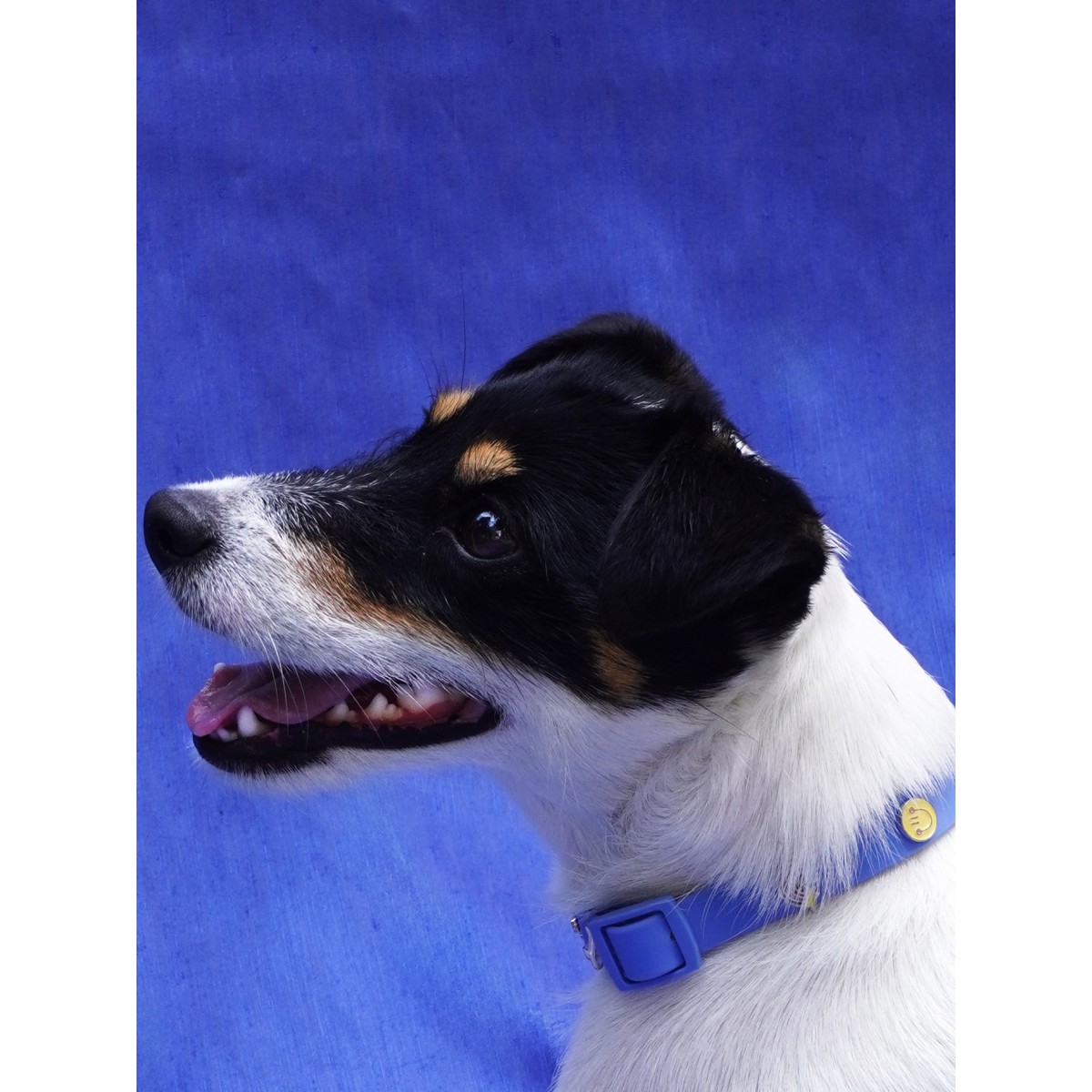 Happy Face Hundehalsband Anhänger - PawPopz