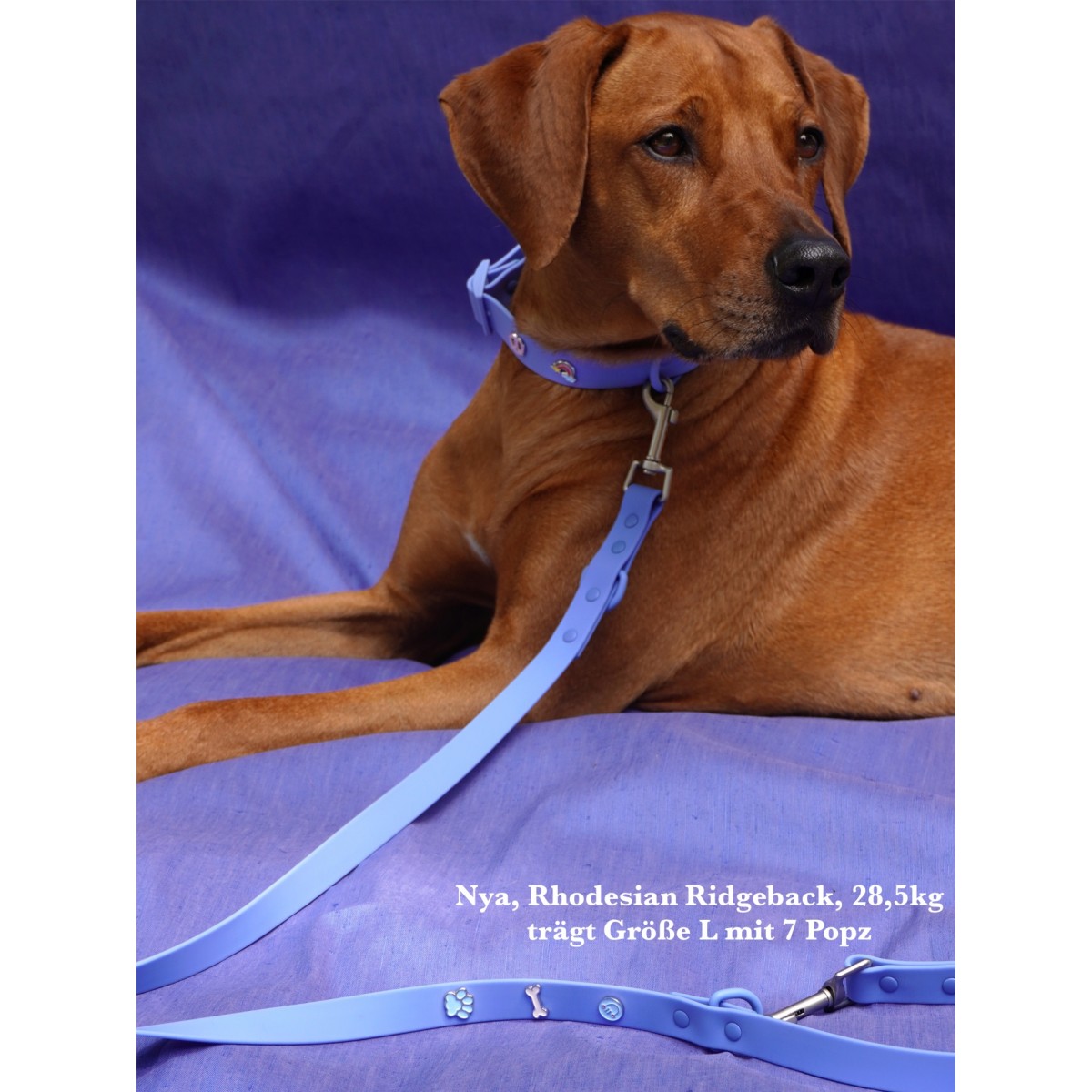 Hundeleine Outdoor wasserfest Blau - PawPopz