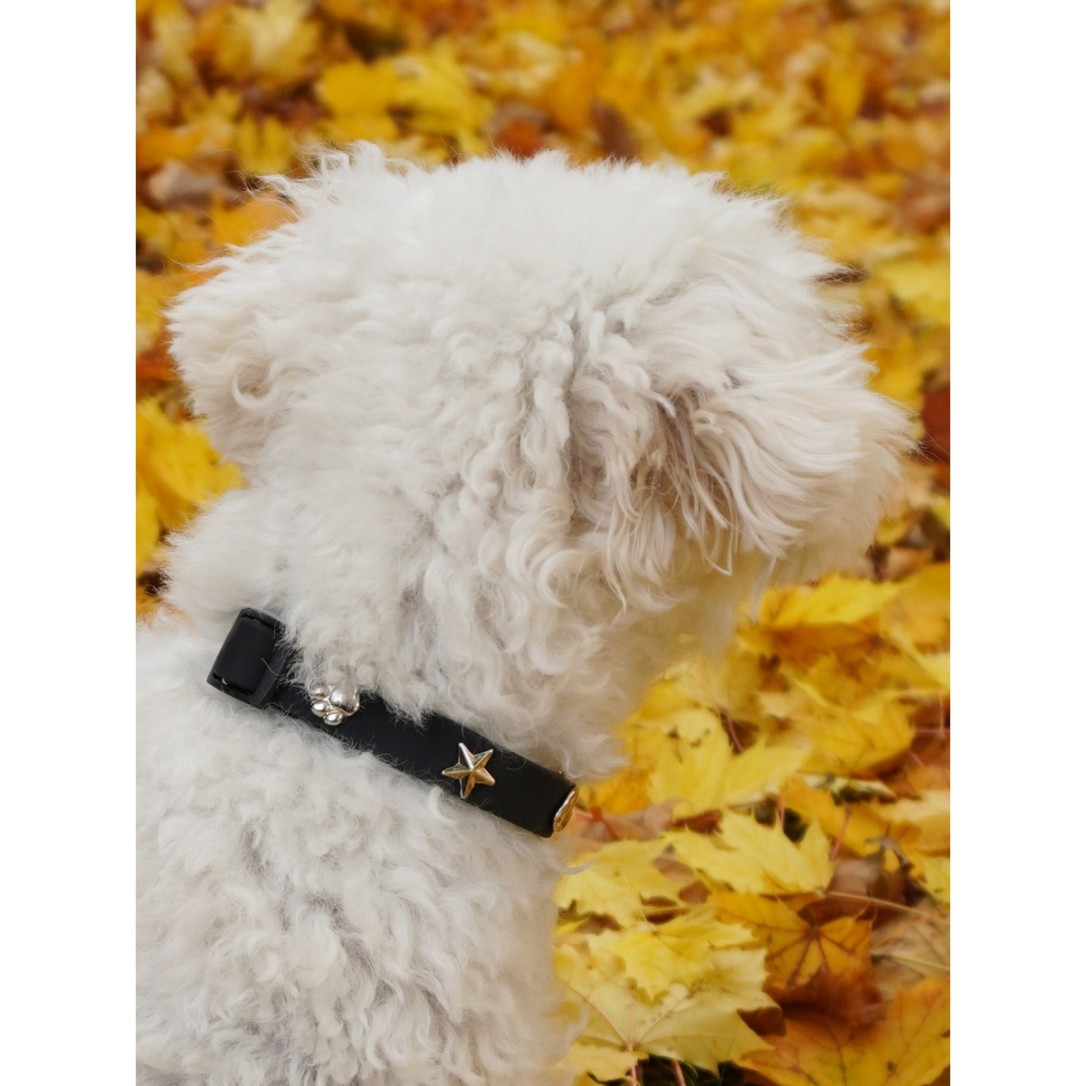 Stern Silber Hundehalsband Anhänger - PawPopz