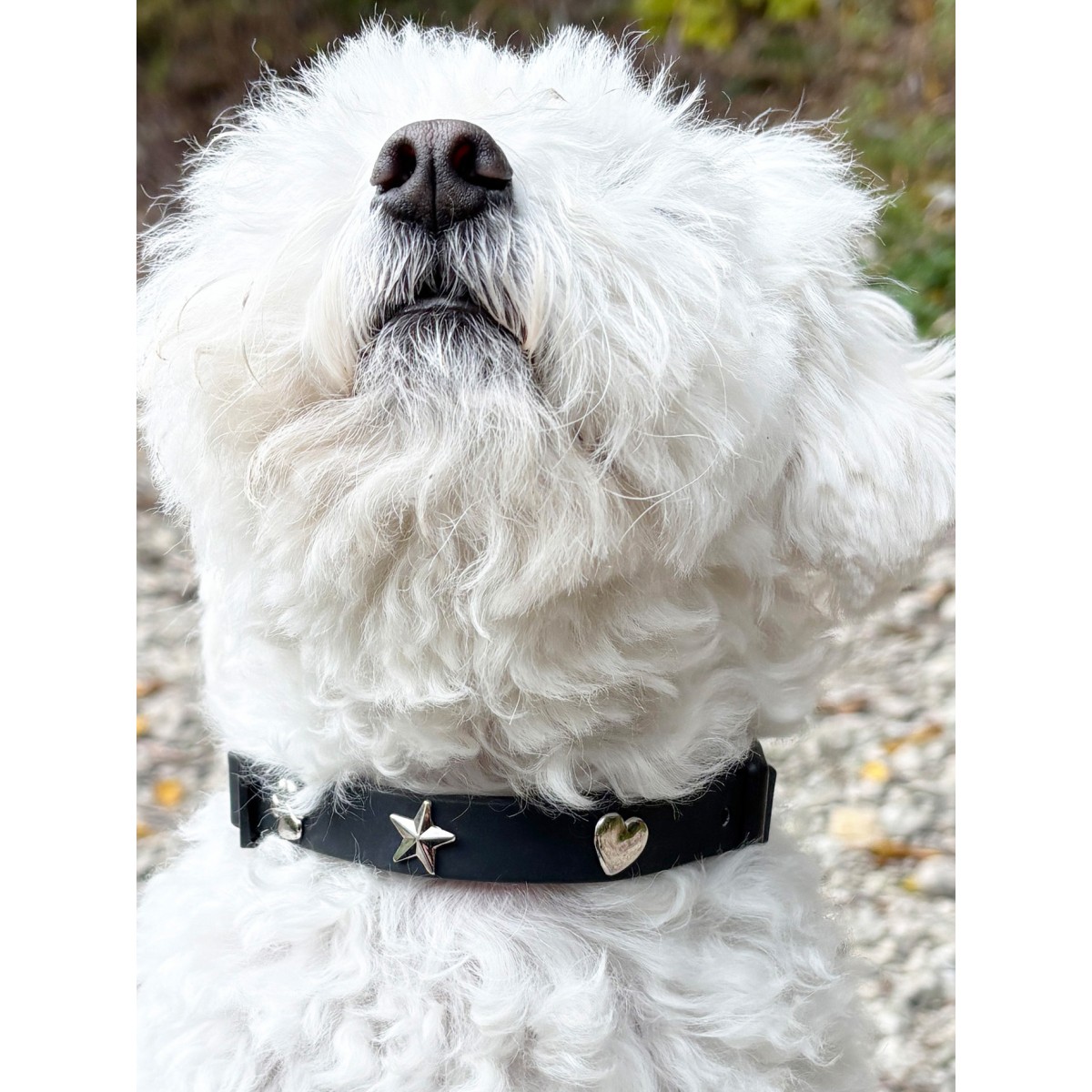 Stern Silber Hundehalsband Anhänger - PawPopz