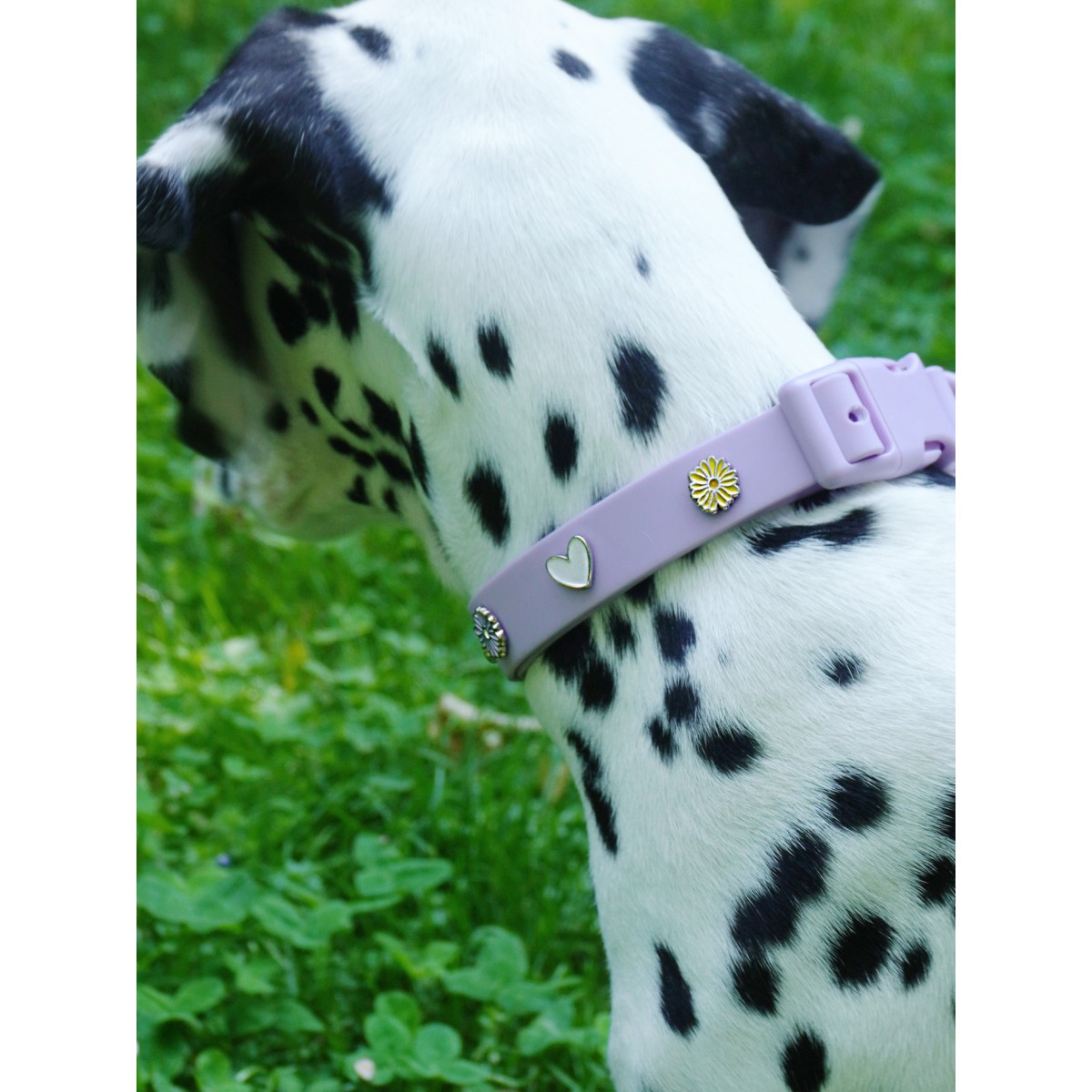 Herz Hundehalsband Anhänger - PawPopz