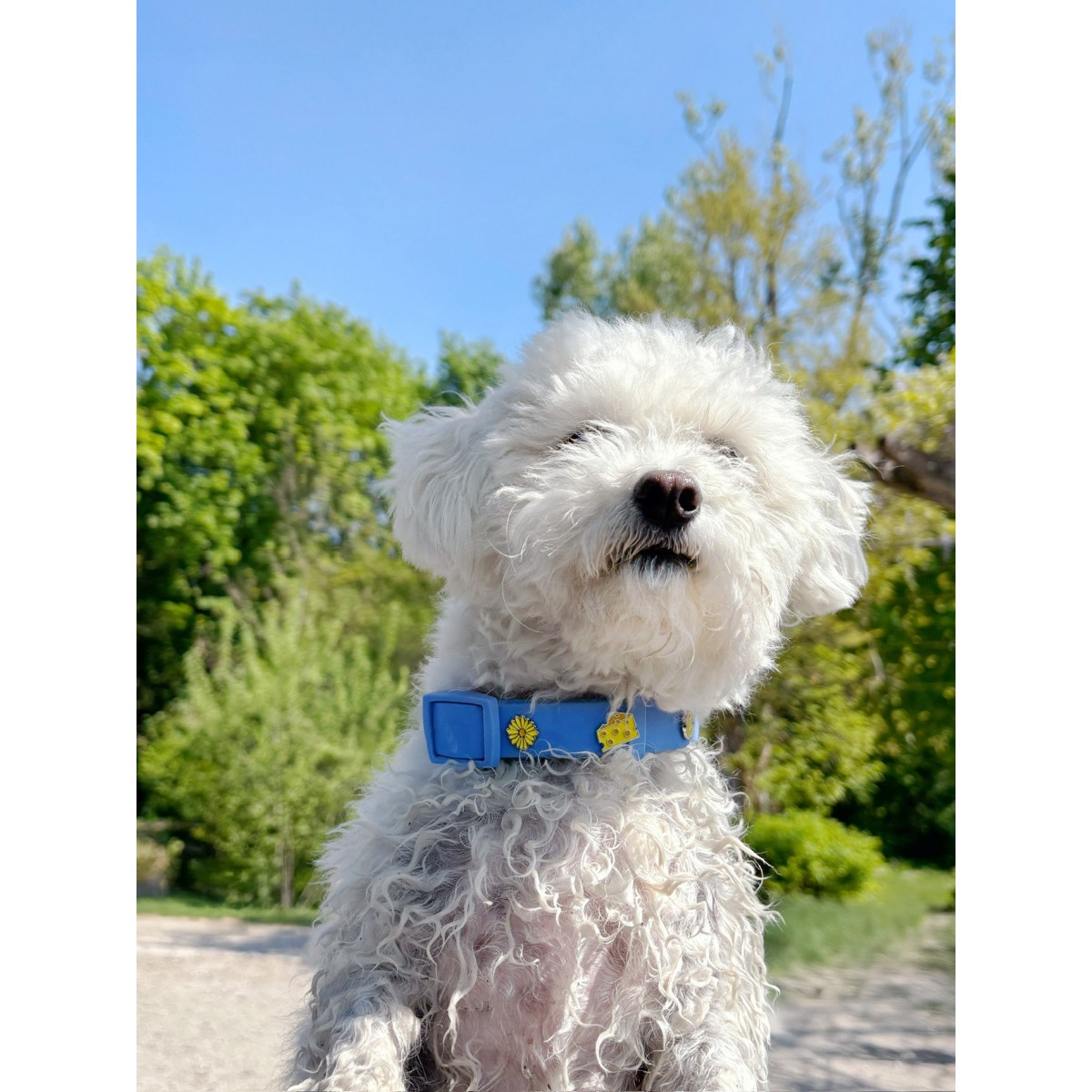 Käse Hundehalsband Anhänger Gelb - PawPopz