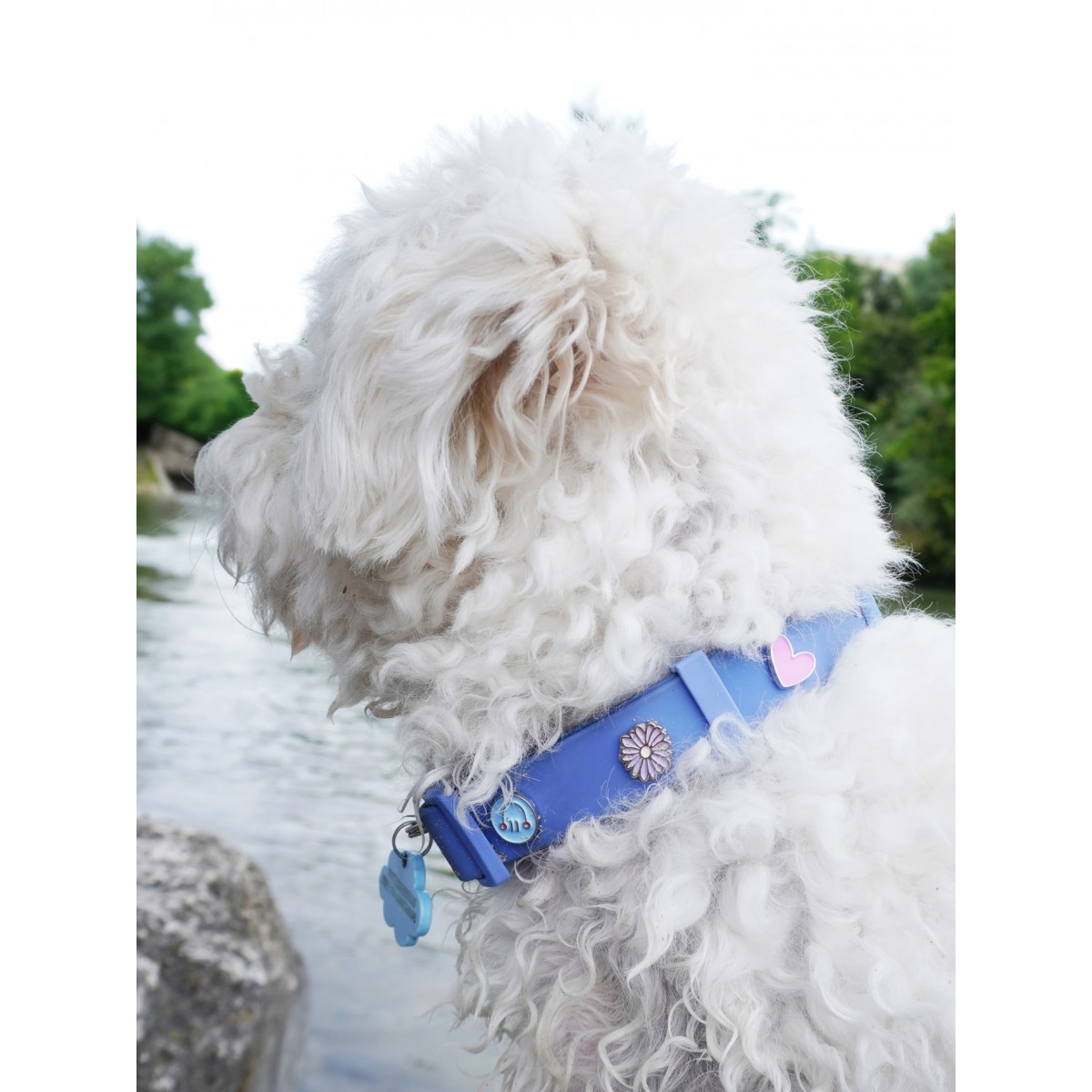 Blume Hundehalsband Anhänger - PawPopz