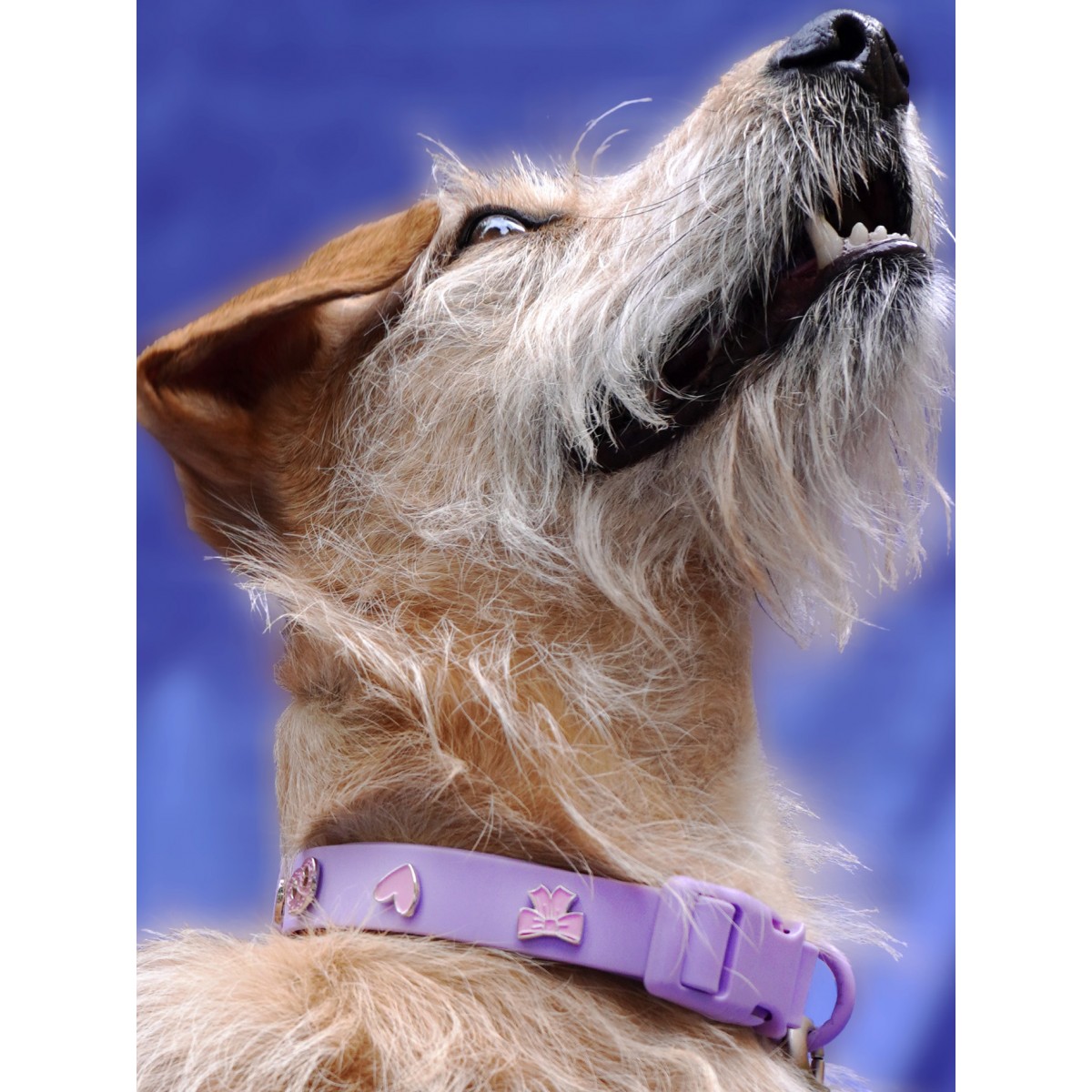 Schleife Hundehalsband Anhänger - PawPopz