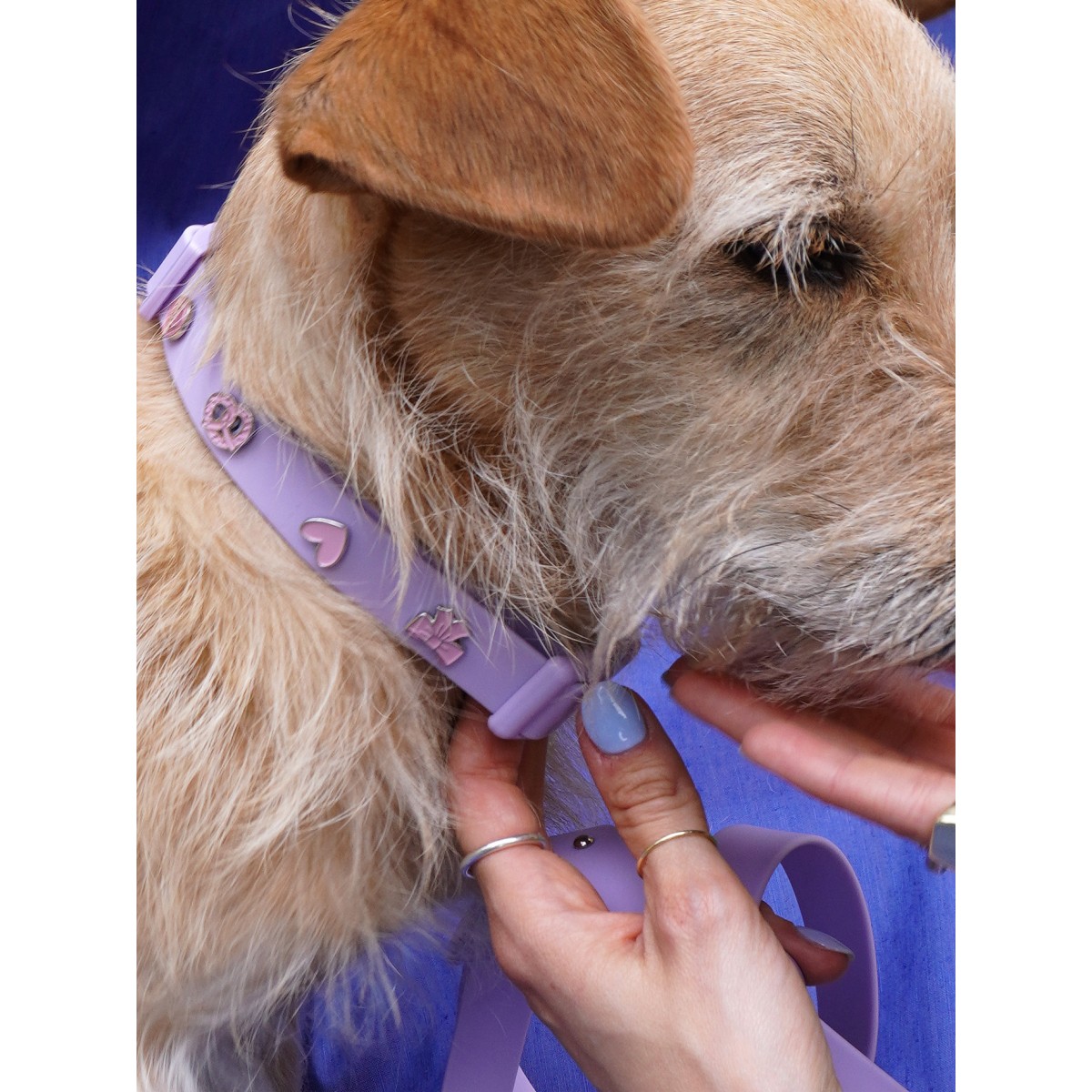 Hundehalsband Outdoor wasserfest Lila - PawPopz